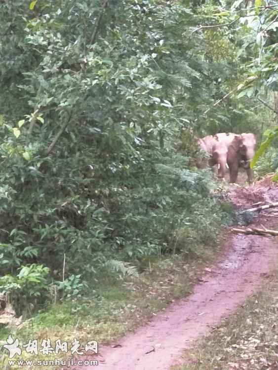 云南普洱16头野象 肇事3个月后再露行踪 目前未造成人员伤亡 当地正在密切监控 ...