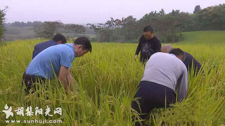 旱地种稻也高产！钟祥推广节水抗旱稻五万亩