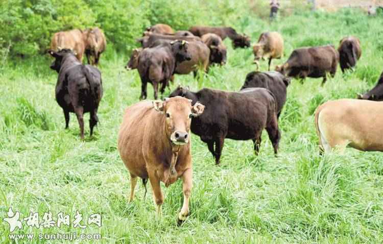 湖北肉牛养殖还需使牛劲