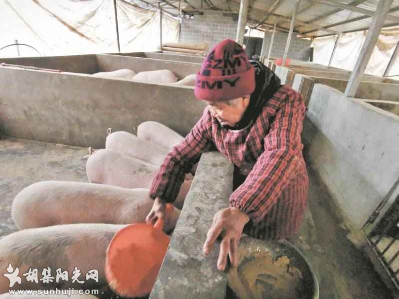 养猪的老妈妈带着瘫痪儿子奔小康 她负责拎饲料喂食 他用手机买猪卖猪