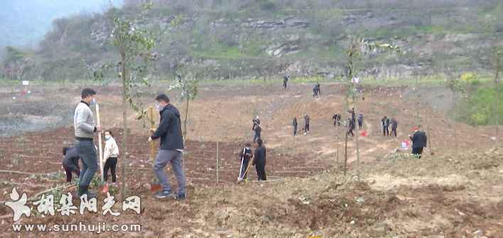 义务植树添新绿 胡集镇开展义务植树活动