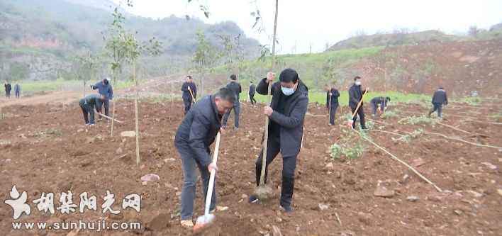 义务植树添新绿 胡集镇开展义务植树活动