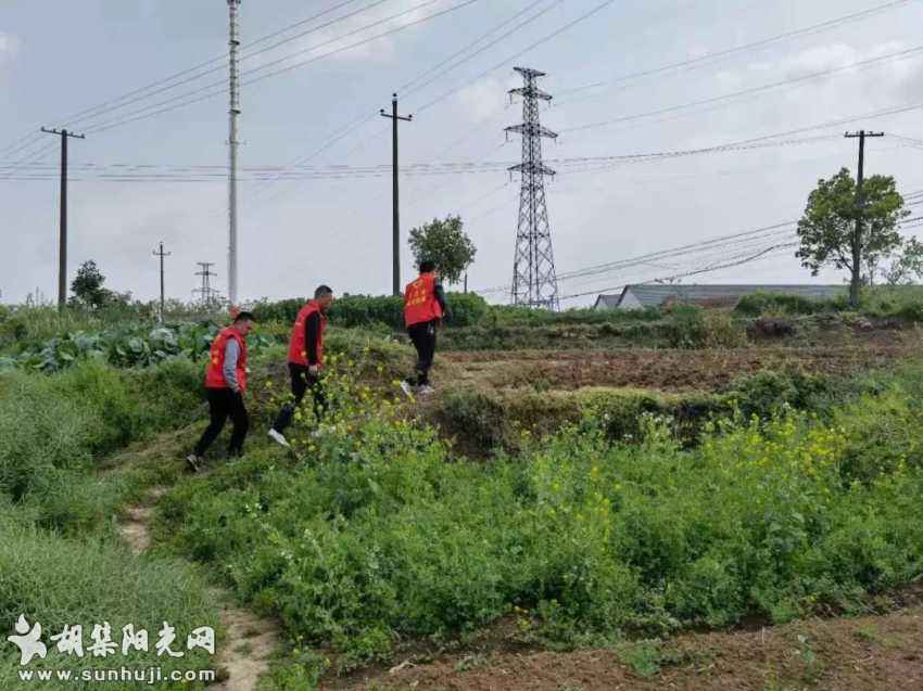 网格助力 胡集铲除罂粟不留死角