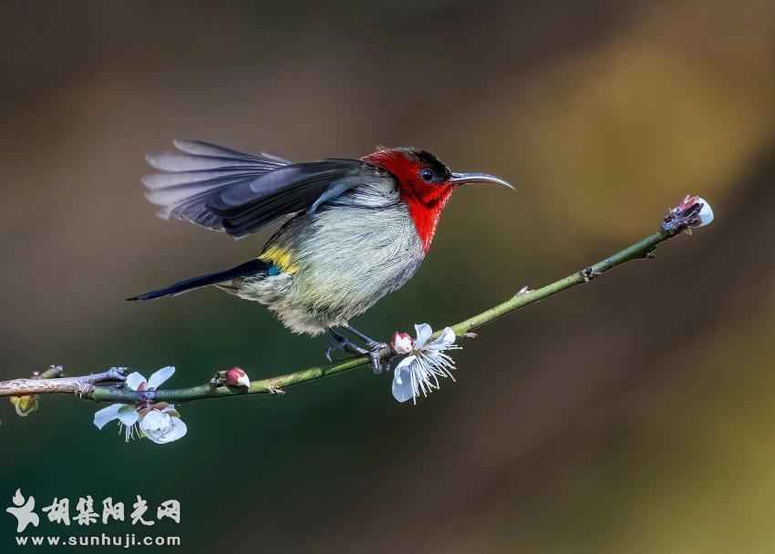 枝头小鸟