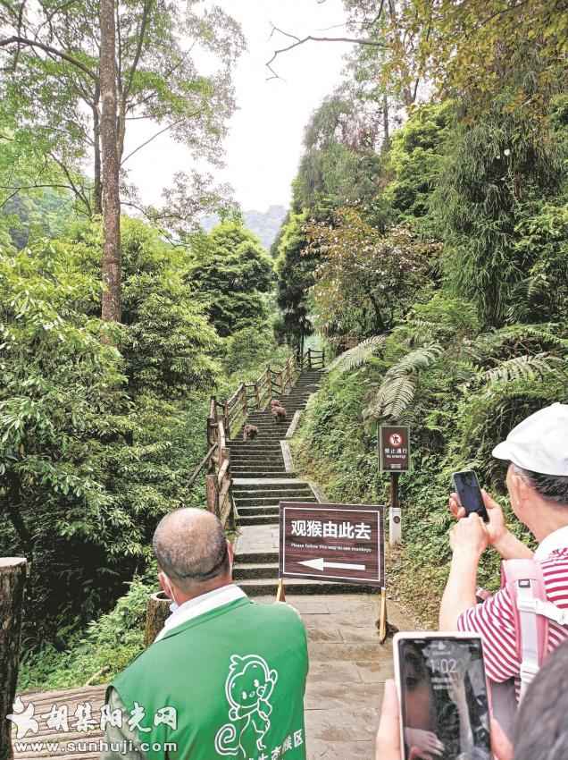 一场雨里错过了日出和云海 好在见到了景区“形象大使”  会拧瓶盖的峨眉灵猴让人爱恨交织 ... ...