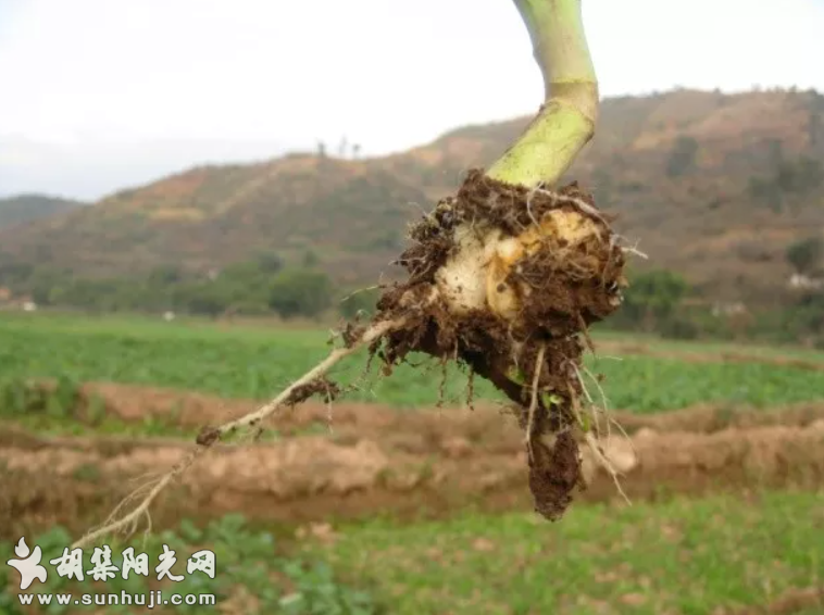 油菜长成萝卜头、大脑壳，这是得了根肿病！专家送“良...