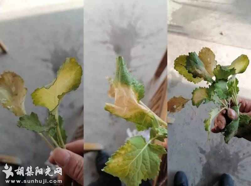 正在发生！油菜叶片紫红色，这可不是小事！