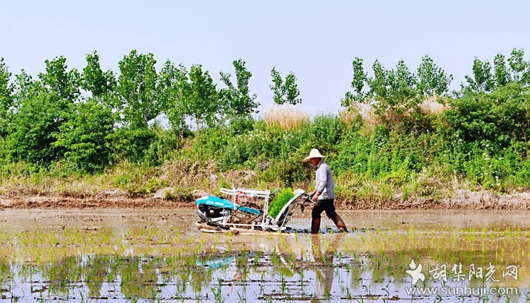 胡集阳光.jpg