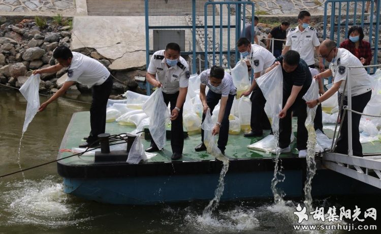 胡集阳光网